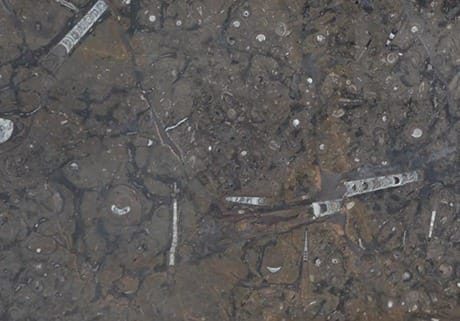 Marron Fossile, dettaglio 1