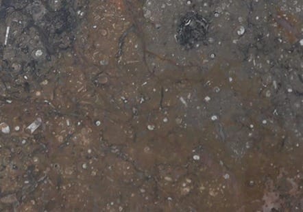 Marron Fossile, dettaglio 2