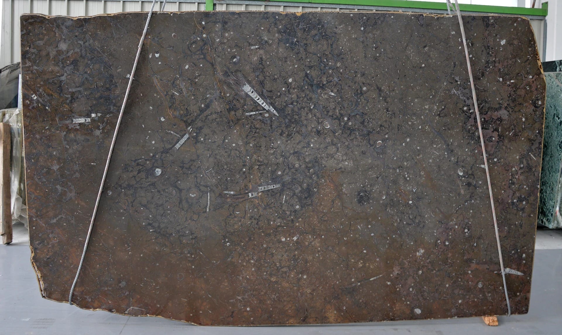 Marron Fossile